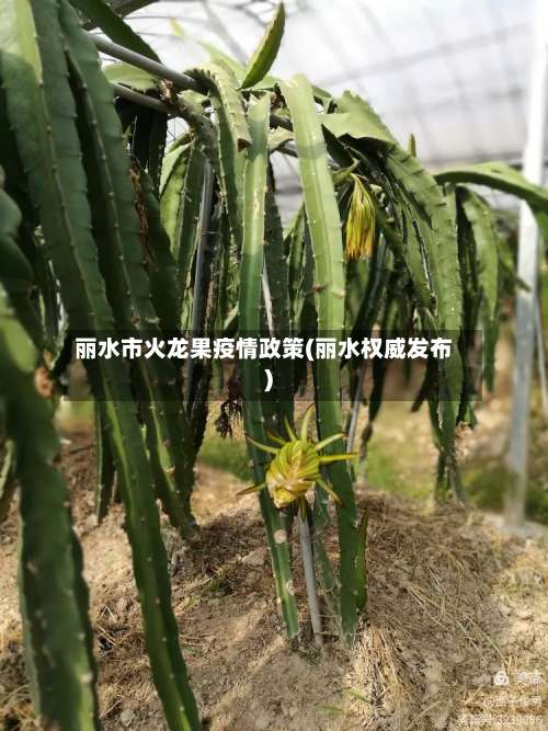 丽水市火龙果疫情政策(丽水权威发布)-第1张图片