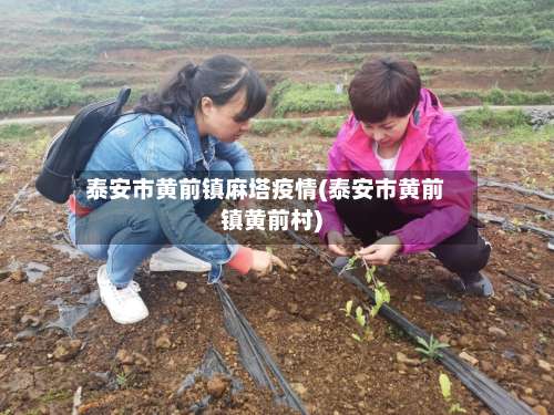 泰安市黄前镇麻塔疫情(泰安市黄前镇黄前村)-第1张图片